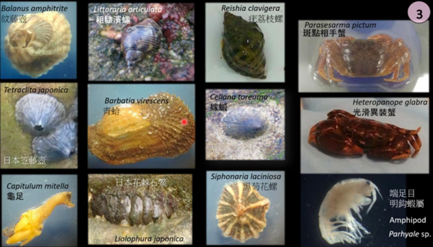 「生態海堤」經過12個月時間孕育出的生物種類令人鼓舞，過往在人工海堤找不到的斑點相手蟹、光滑異裝蟹、青蛤及端足目明鈎蝦屬也統統出現了