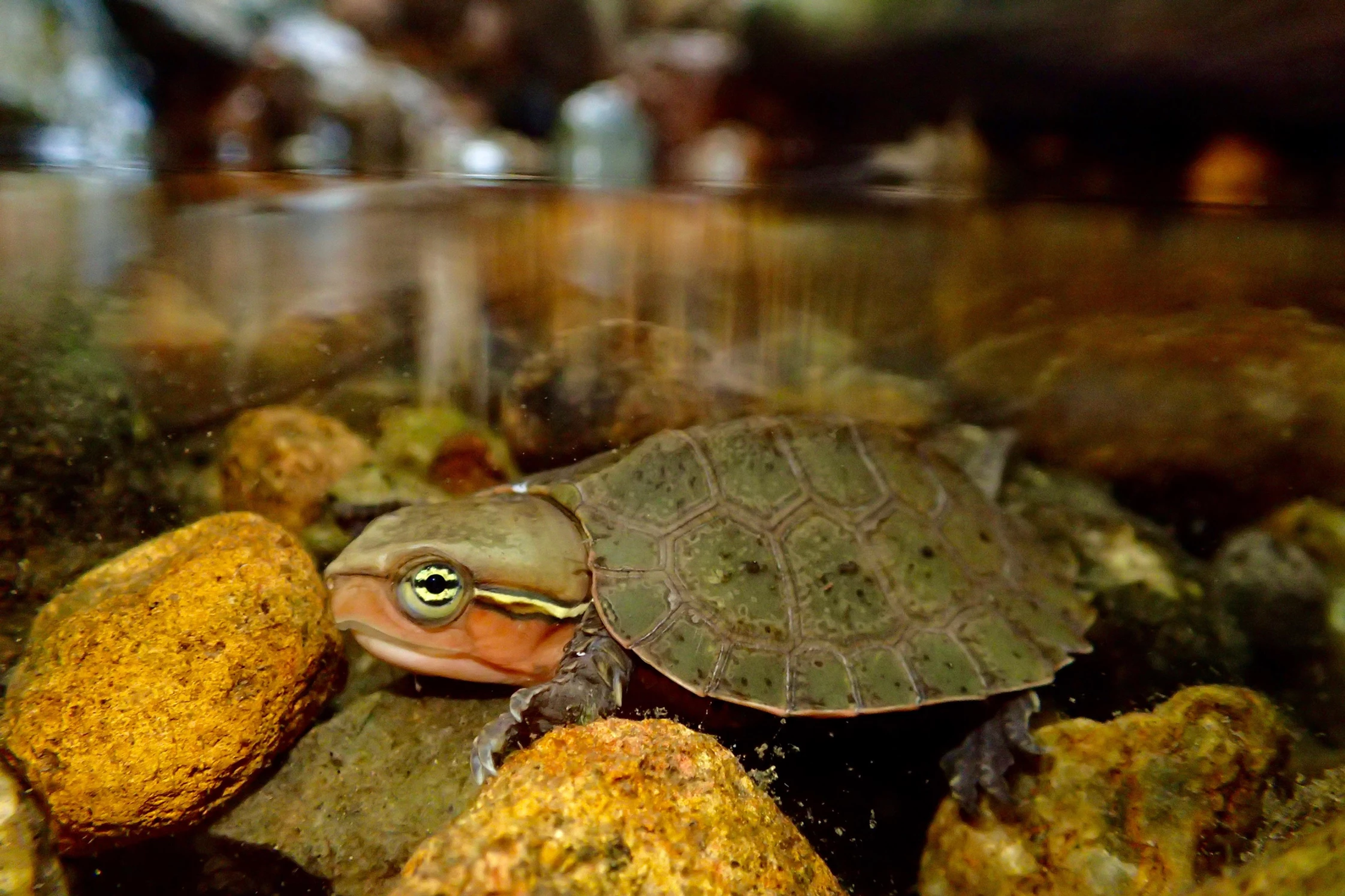 Big-headed turtle Habitats: Upland streams