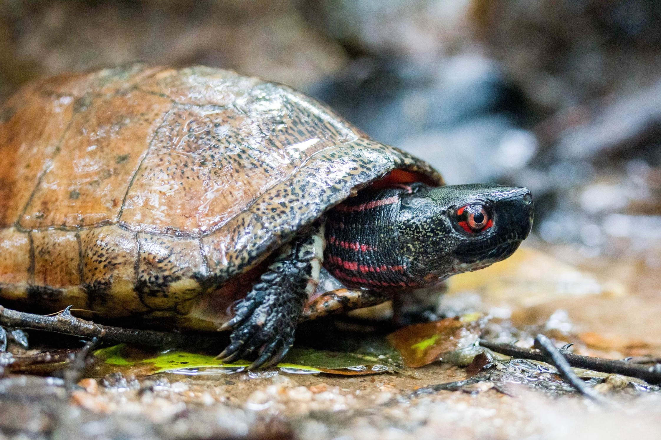 Beale’s-eyed turtle Habitats: Hillside streams