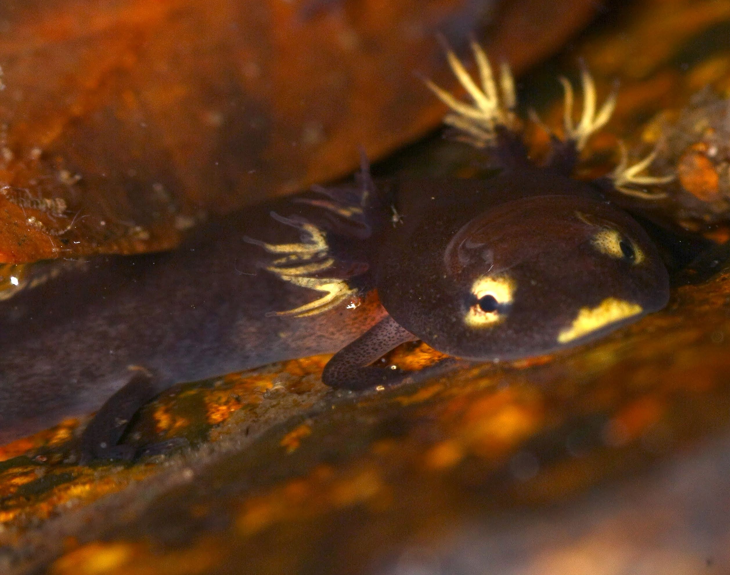 Larvae of the Hong Kong newt